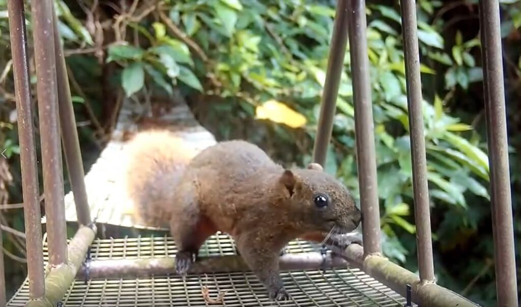▲新北市農業局以打造生態環境,保護野生動物而免於有路殺的危險。(圖/新北農業局 提供)