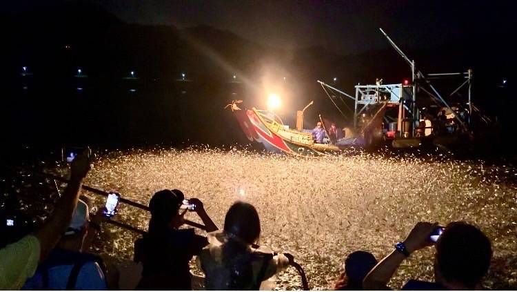 蹦火仔加入傳承新血   一睹北海岸海上星光