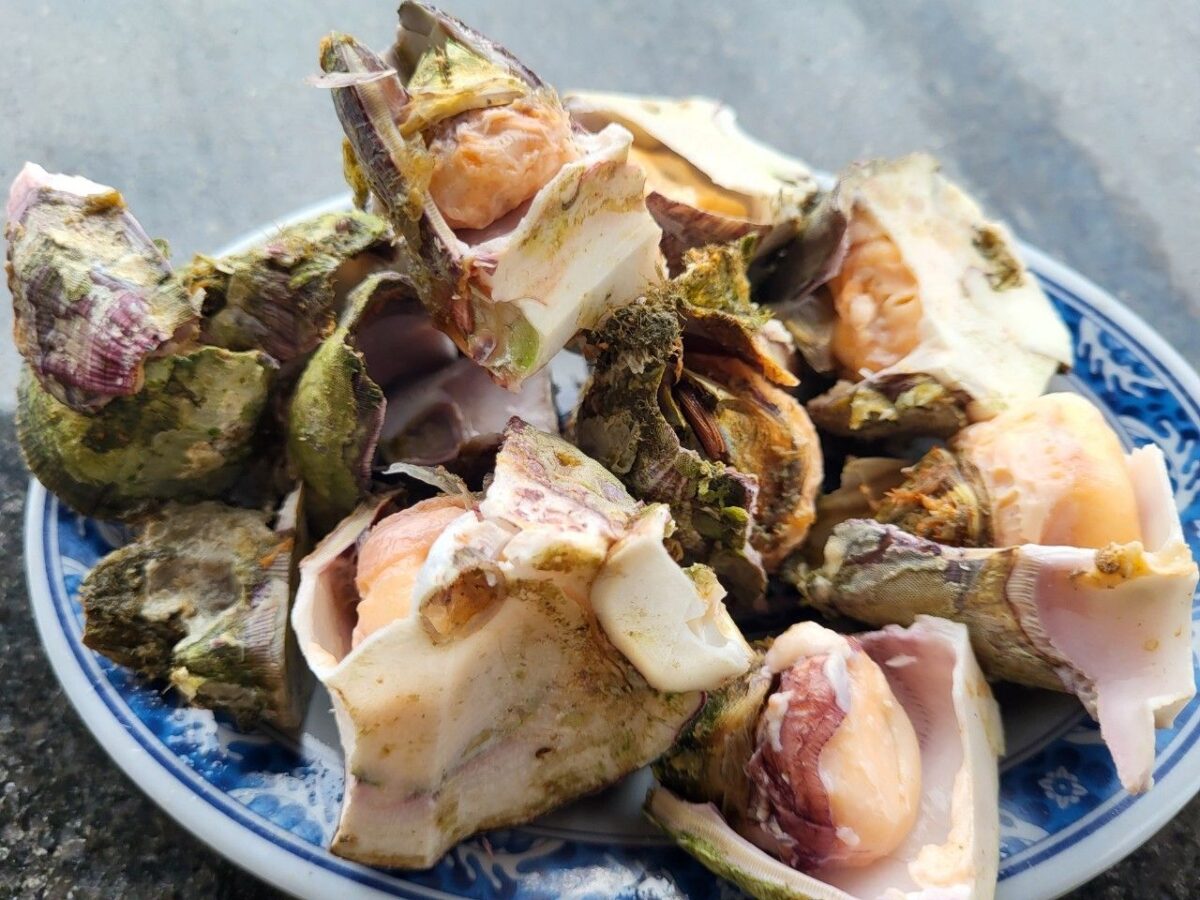 東北角潮間帶美味藤壺   藏在火山口內的鮮美海味