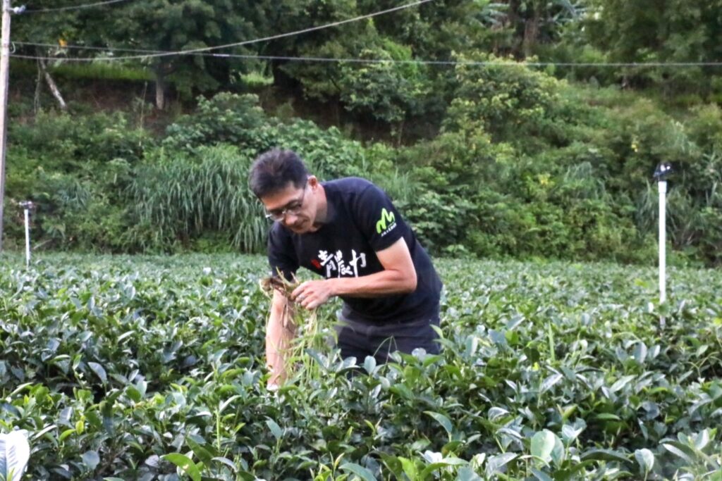 戴文祥經營戴記茶坊，是家中第四代茶農，茶園經營面積有八公頃。（圖/農業局提供）