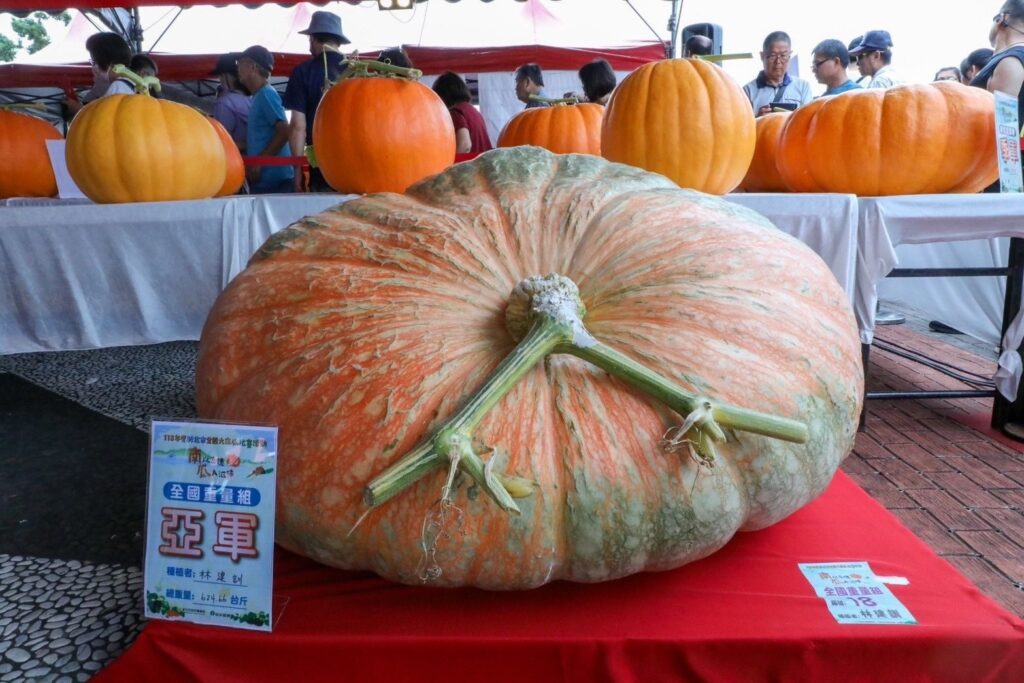 ▲獲得南瓜亞軍頭銜的瓜農顯得極具競爭優勢。（圖/新北農業局 提供）