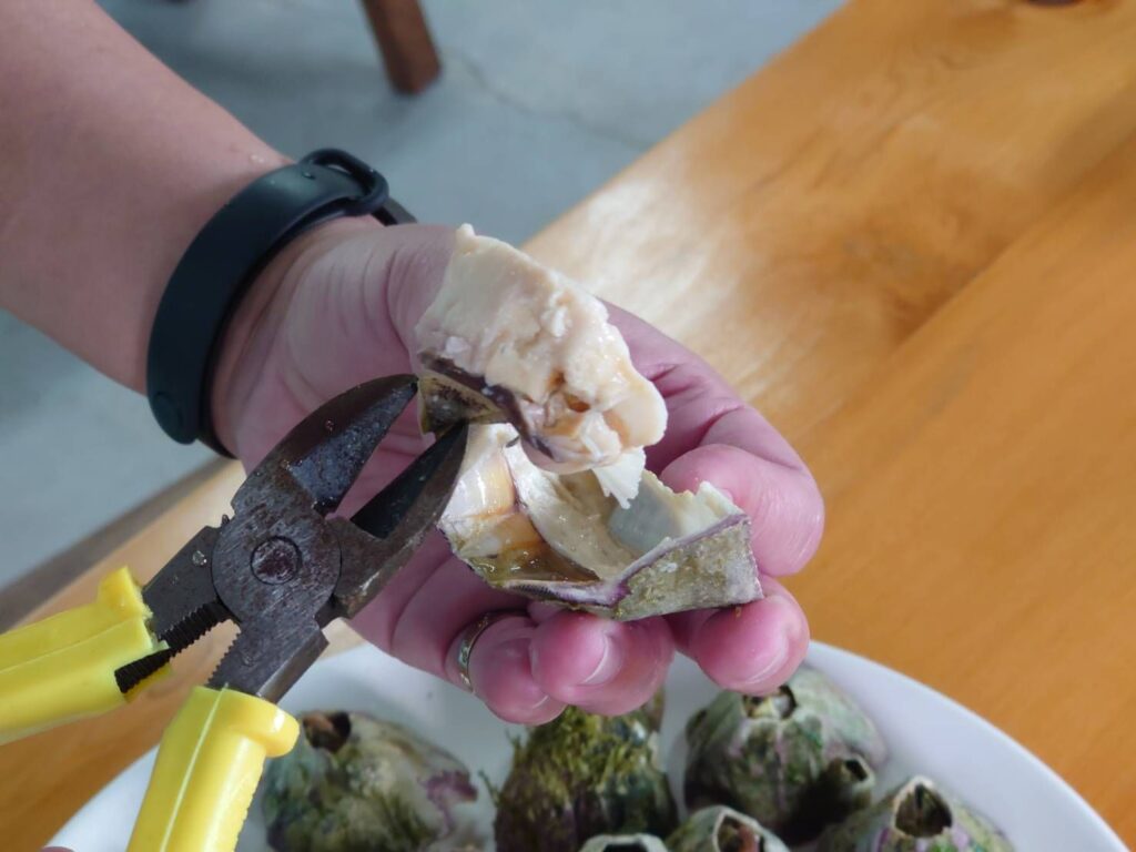 ▲料理藤壺需要專業工具輔助方得以完成。(圖/新北市漁業處 提供)