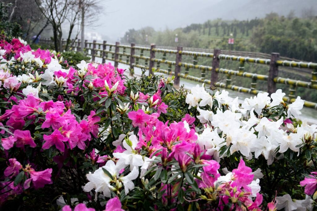▲新北市的花卉培育也建構正向農業經濟價值。(圖/新北市農業局 提供)