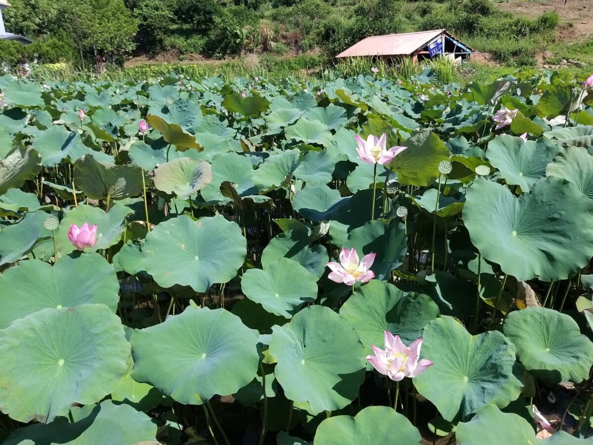 農好食光  響應惜食  石門金山地區農會新增惜食據點
