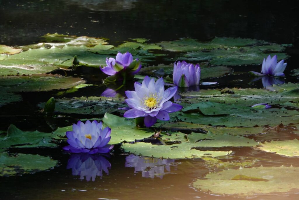 ▲高志煒所拍攝的睡蓮,有莫內花園的氛圍。(圖/高志煒 提供)