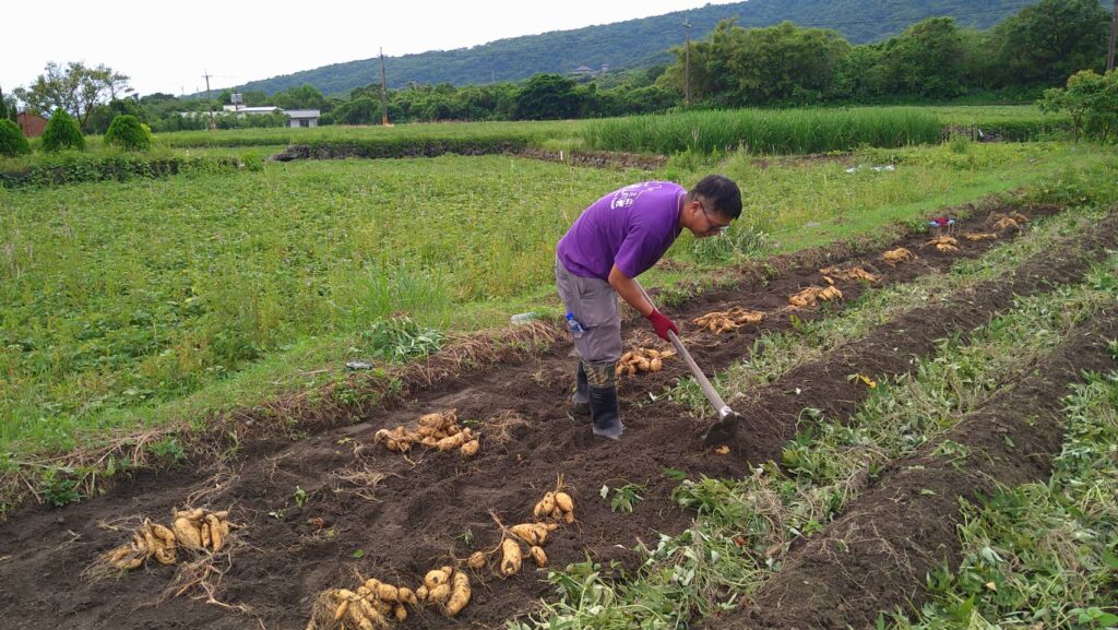 甘藷產季將至，李聞祥忙碌收穫甘藷。（圖/農業局提供）