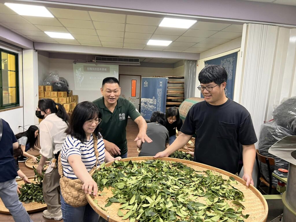 ▲製茶中的茶農蔡旭志（中）指導民眾對茶業的專業知識。（圖/新北市農業局 提供）