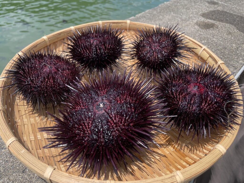 ▲東北角美味紫海膽,是讓人無法抗拒的海味佳餚。(圖/新北市漁業處 提供)