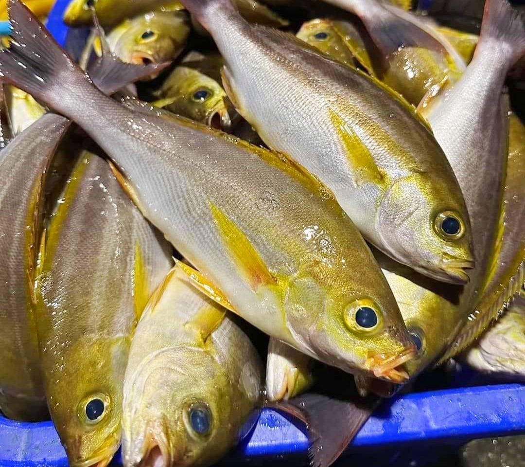 秋遊東北角  新北海釣黃雞魚正著時