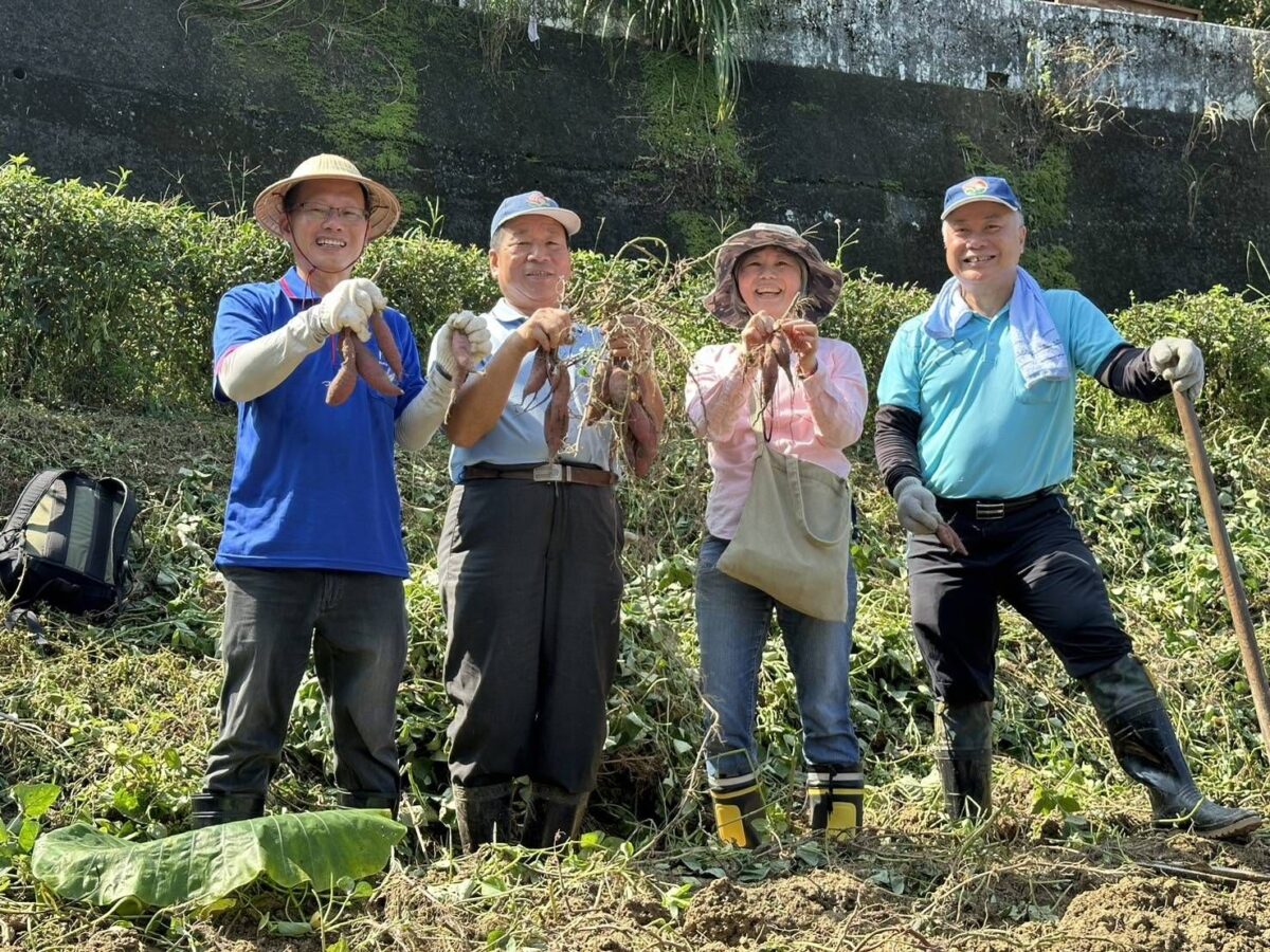 深坑農會結合食農教育做公益  連續十四年挖甘藷送愛心