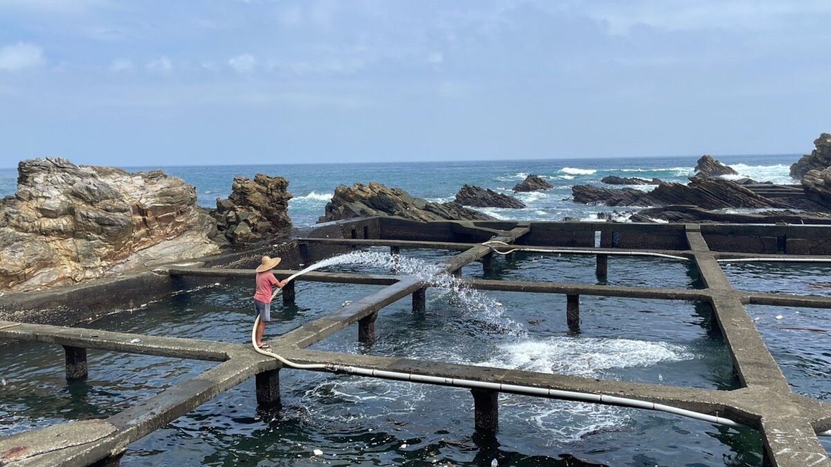 新北貢寮鮑養殖故事大公開  揭密東北角Q彈的美味秘訣