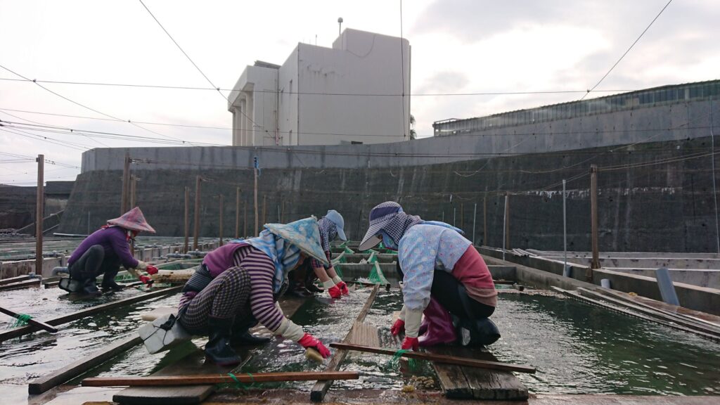 ▲貢寮鮑的養殖充滿讓人感動的甜蜜故事。(圖/新北市漁業處 提供)