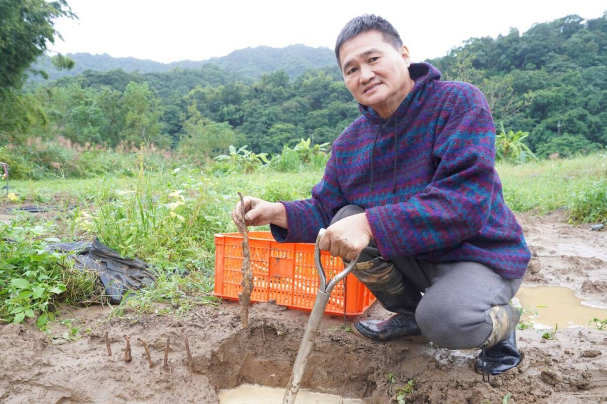 冬季進補首選新北山藥   產地體驗從農田到餐桌
