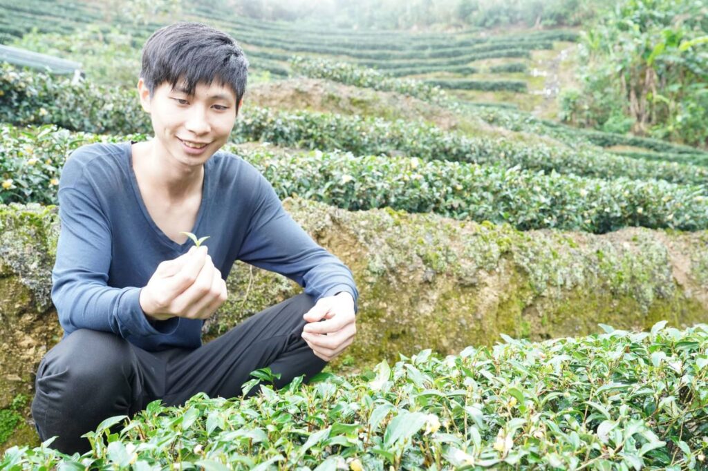 ▲坪林區年輕的茶農都傳承至家族的種茶與製茶技術，使茶品質量兼俱。（圖/新北市農業局 提供）