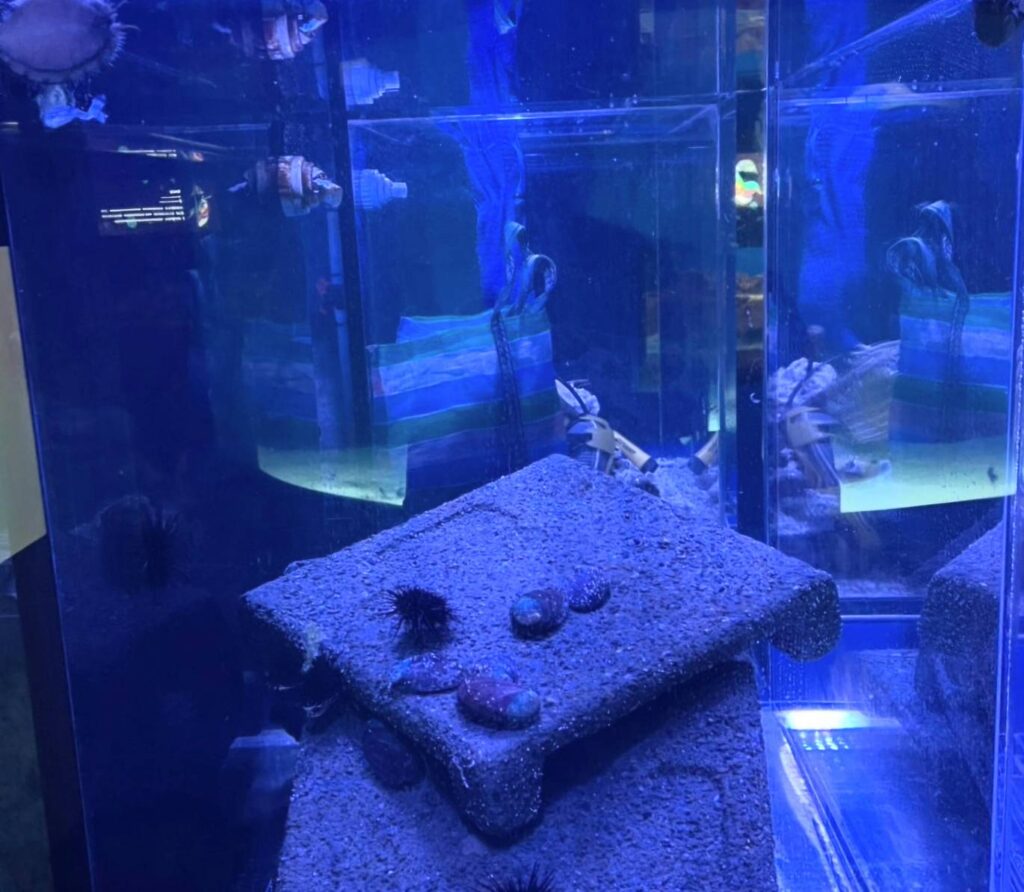 ▲復育九孔鮑將成為貢寮海洋復育園區的重點工作。（圖/新北市漁業處 提供）