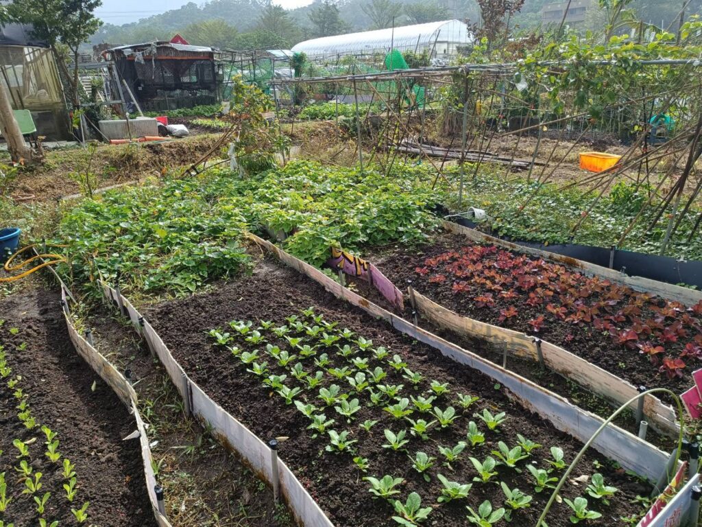 ▲市府及農會協助民眾與地主簽約承租，有樹林、新店、土城及淡水4處市民農園。（圖／新北市農業局提供）
