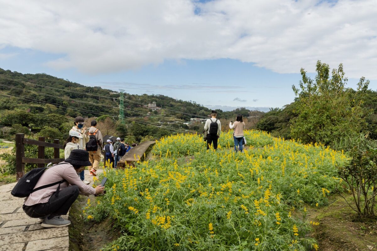 相約魯冰花季  樟樹步道花海起跑活動
