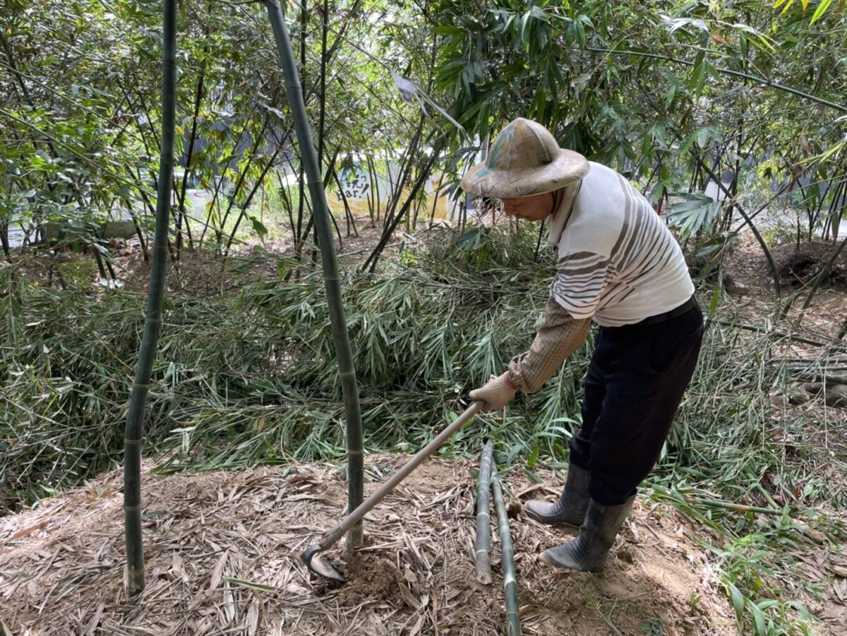 廢棄老竹再利用   新北綠竹筍永續經營