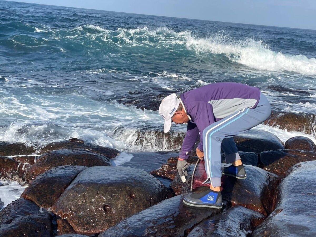 海波浪拍打下的美味黑金   快來東北角品嚐野生紫菜