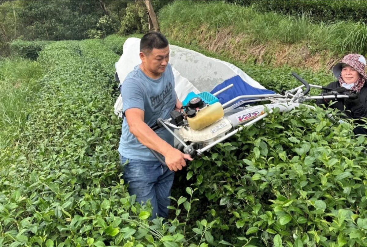 北部地區農糧組唯一   新北茶農科技管理獲全國模範農民