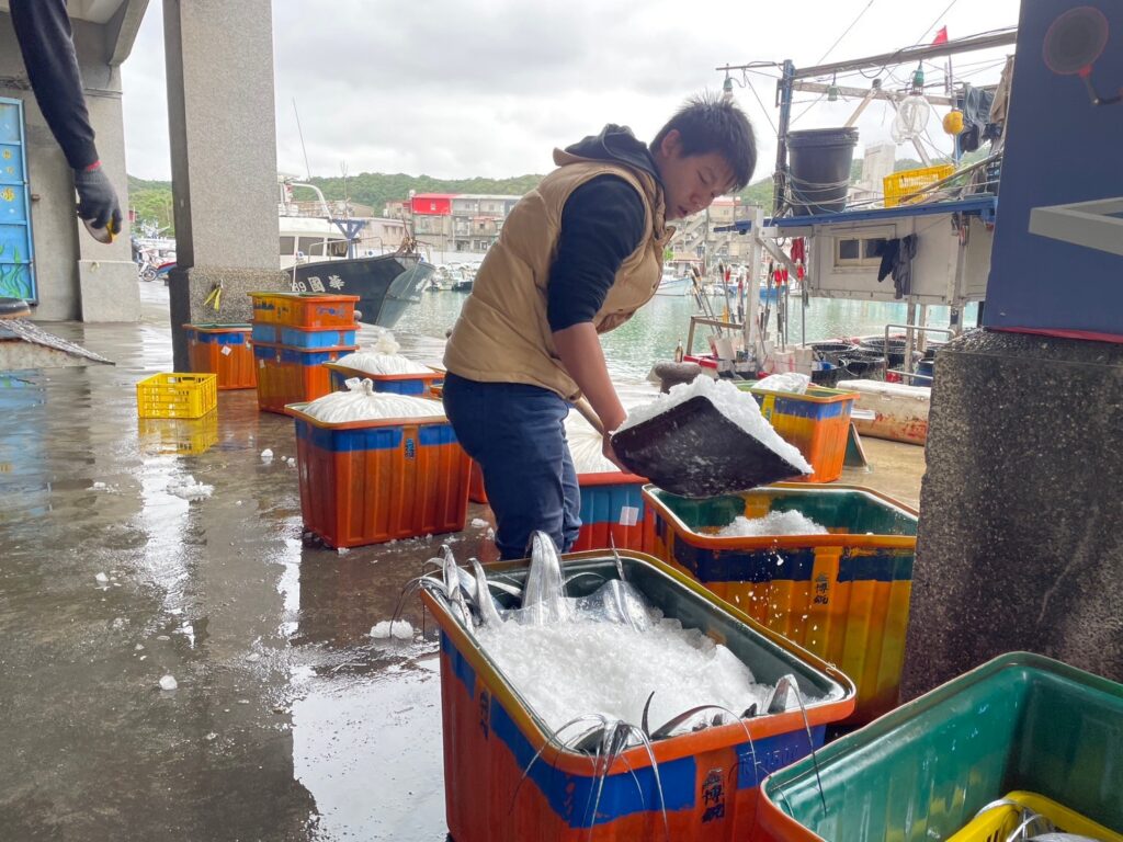 捕獲後的白帶魚被冷凍處理，再送上岸。（圖/新北漁業處提供）