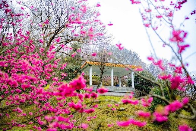 陽明山花季與迪士尼共譜春日童話   獨家打造白雪四大公主裝置藝術