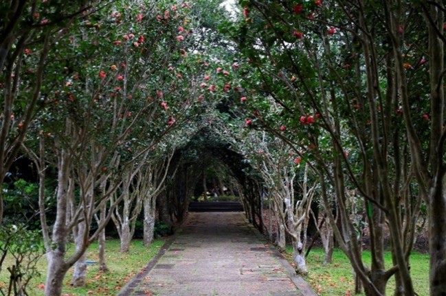 走入茶花隊道彷彿進入童話世界。（圖/台北市公園處提供）
