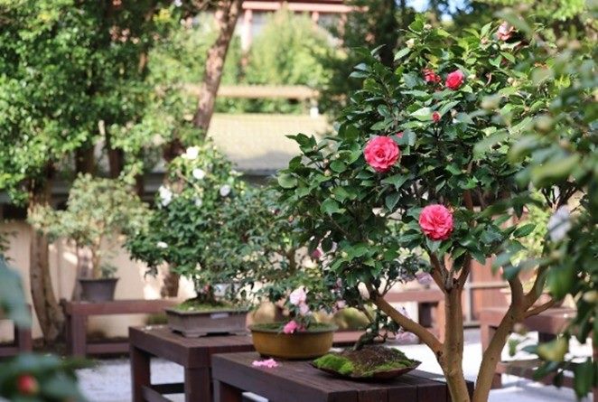 走入夢想的童話故事   台北茶花展登場