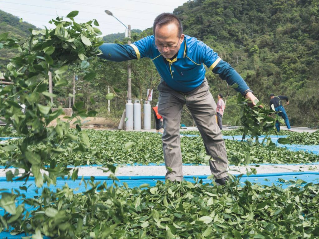 ▲深坑總幹事黃土水投入製茶奪特等獎。（圖/新北市農業局 提供）