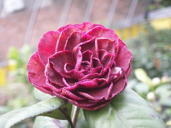 「貝拉」茶花深邃的花瓣，彷彿《美女與野獸》中的貝拉，展現的無畏勇氣。（圖/台北市公園處提供）