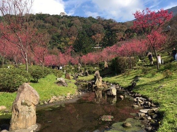 陽明公園櫻花綻放。（臺北市公園處提供）