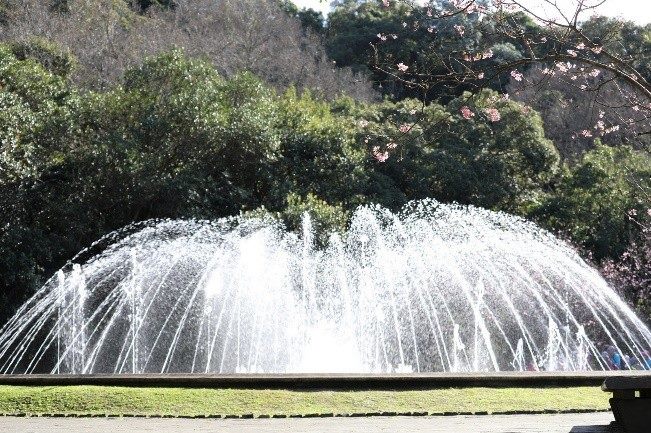 陽明公園噴水池旁櫻花陸續盛開。（臺北市公園處提供）