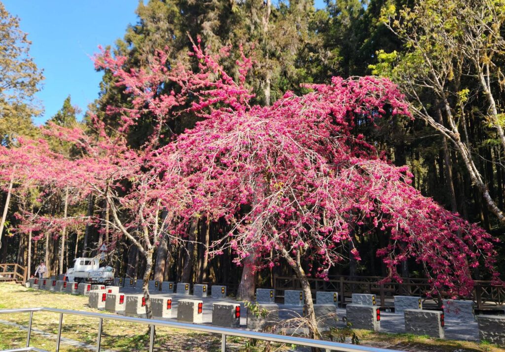 ▲花開怒放的櫻花讓景點更顯詩意。（圖/觀光署 提供）