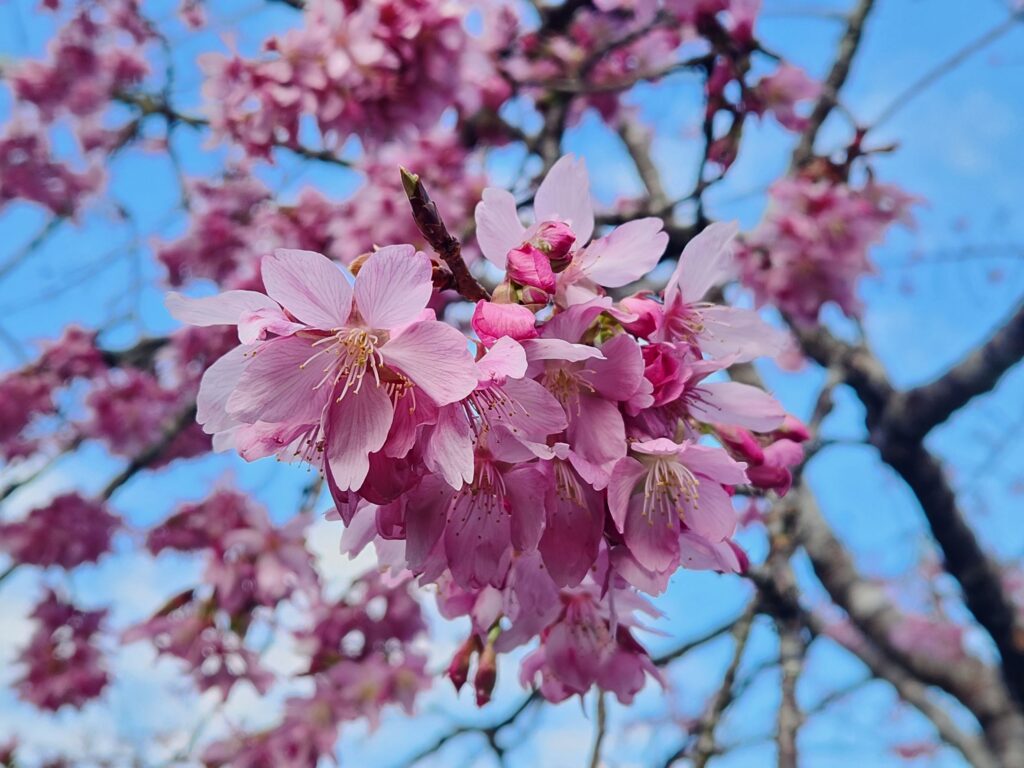 ▲阿里山花季三月綻放。（圖/觀光署 提供）