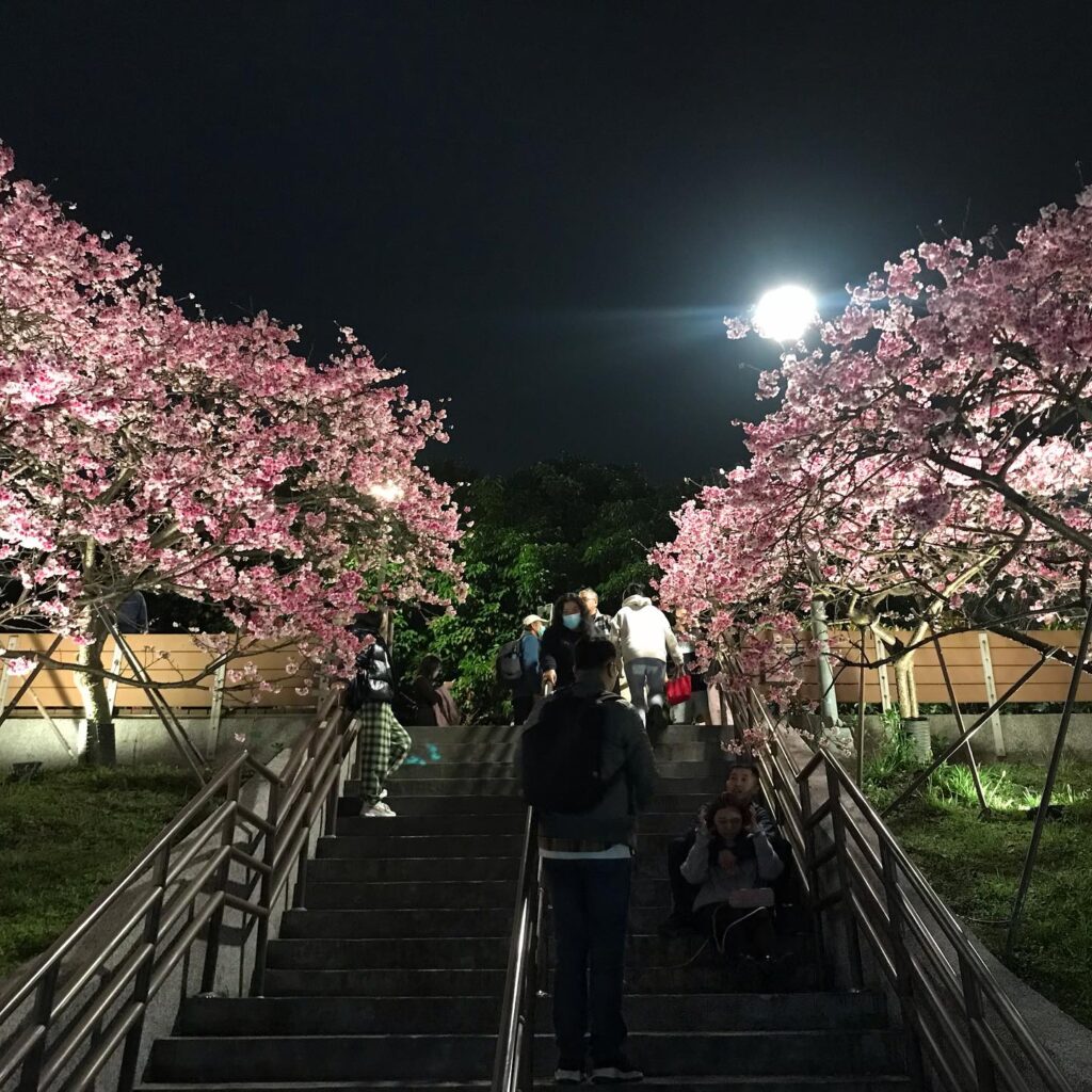 民眾於樂活公園賞夜櫻。(圖/北市公園處提供)