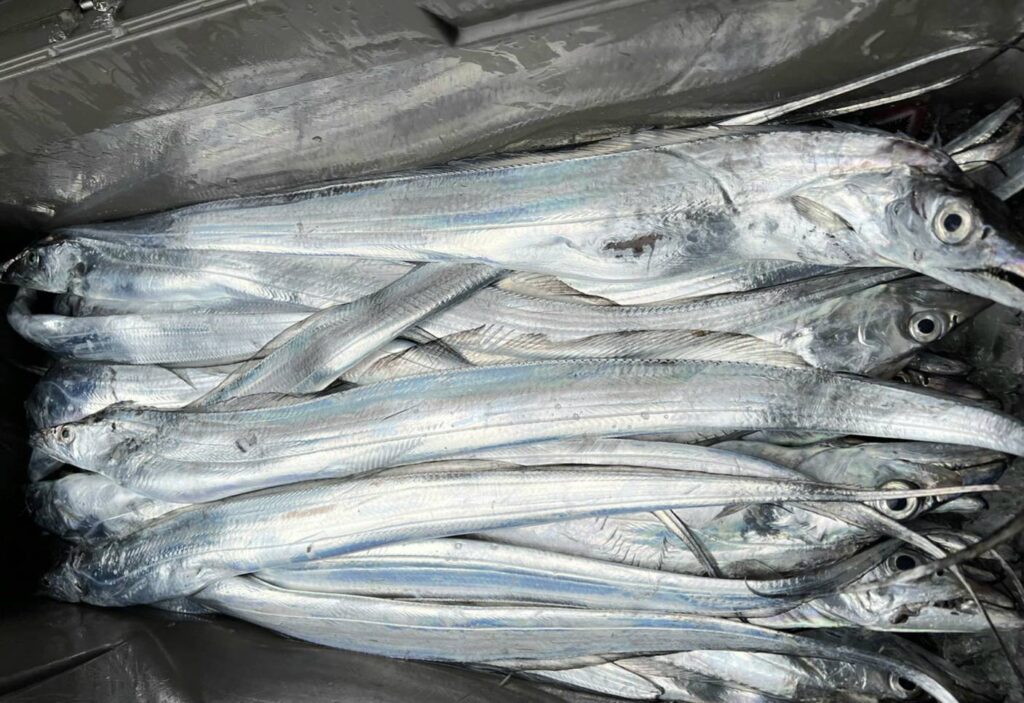 ▲澳底漁港白帶魚質優味美,極受民眾喜愛。(圖/新北市漁業處 提供)