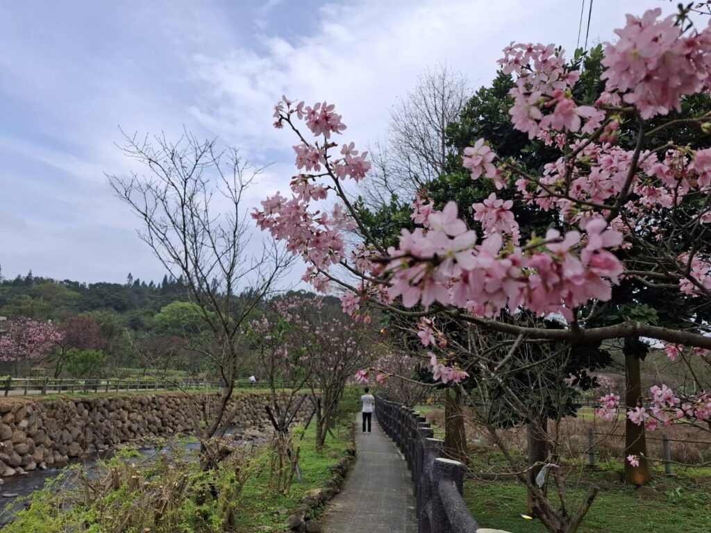 ▲賞櫻季節呈現櫻花熱情奔放的繁茂景觀。（圖/新北市漁業處 提供）