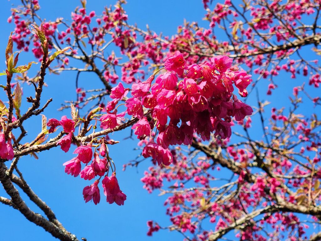 ▲櫻花季節的到來讓連假旅遊賞花人潮相對提昇。(圖/觀光署 提供)