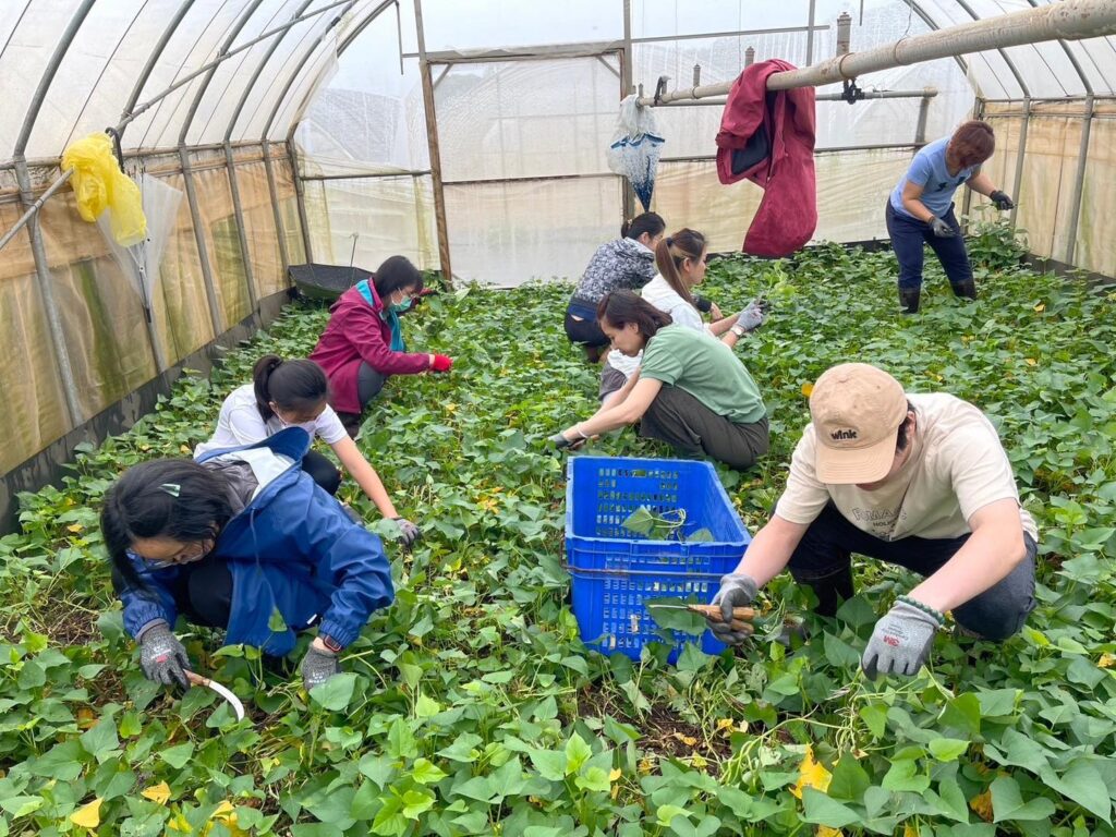 企業團體志工幫忙採收蔬菜，實踐企業ESG理念。（圖/農業局提供）