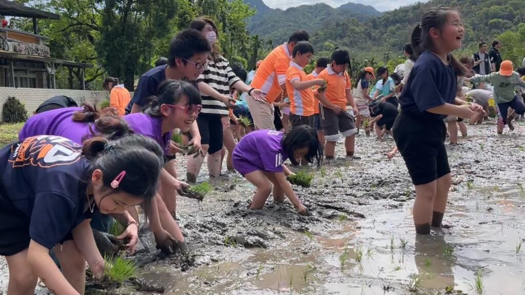 新北市政府農業局與雙溪區公所辦理「114年雙溪春耕祈福插秧趣」。(圖/農業局提供)