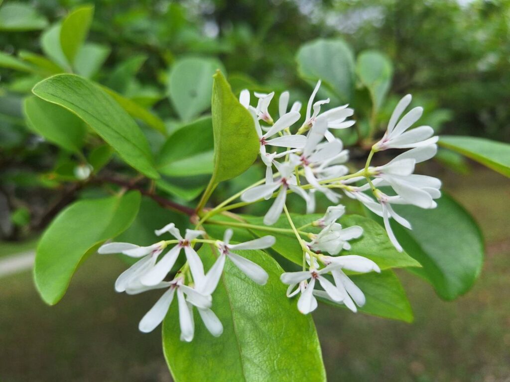 流蘇花近照。（圖/公園處提供）
