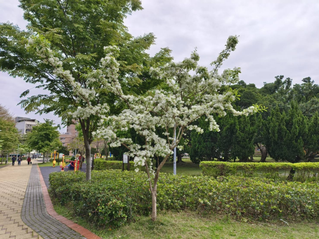 大安森林公園流蘇的美景。（圖/公園處提供）