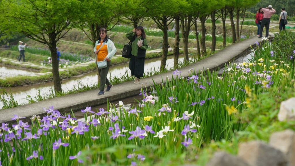 ▲鳶尾花季到花海一片,民眾樂於賞花看景。(圖/新北市農業局 提供)