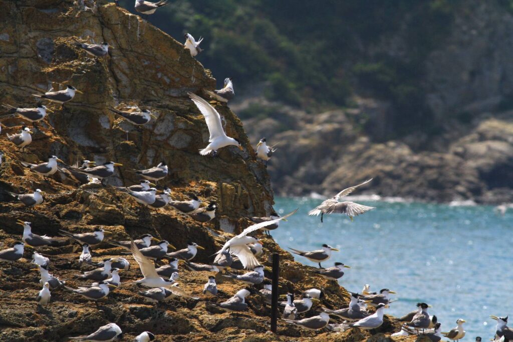 ▲馬祖各島的海鳥群集，蔚為奇觀。（圖/觀光署 提供）