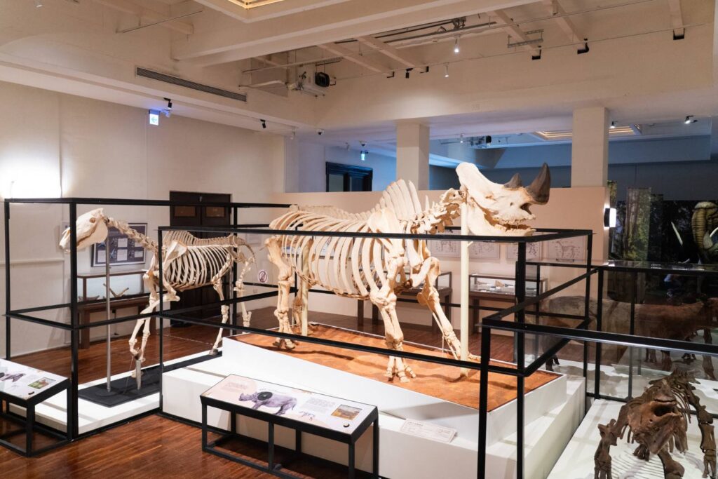 ▲臺博館推出臺灣犀牛傳奇特展。（圖/臺博館 提供）