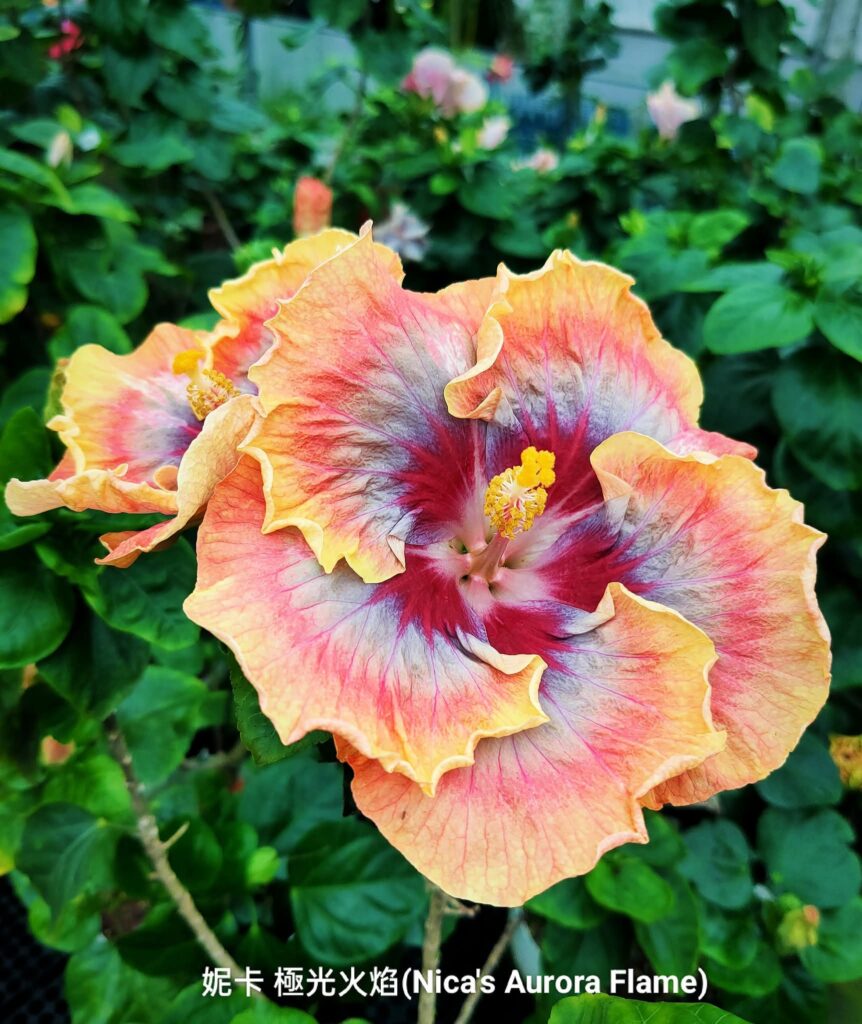 妮卡 極光火焰。（圖/公園處提供）