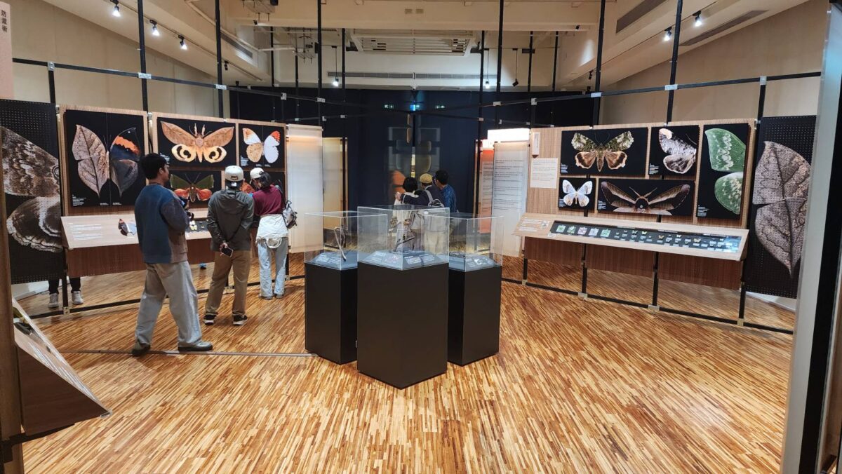 島嶼飛行  臺灣蝶蛾生存記特展  在臺博館看見鱗翅的奇幻旅程  展開生命與共生的飛行