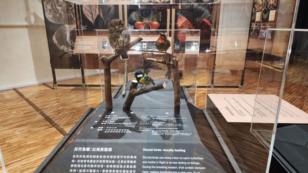 ▲展出作品呈現蝶與蛾的生長歷程。（記者 辛澎祥/攝）