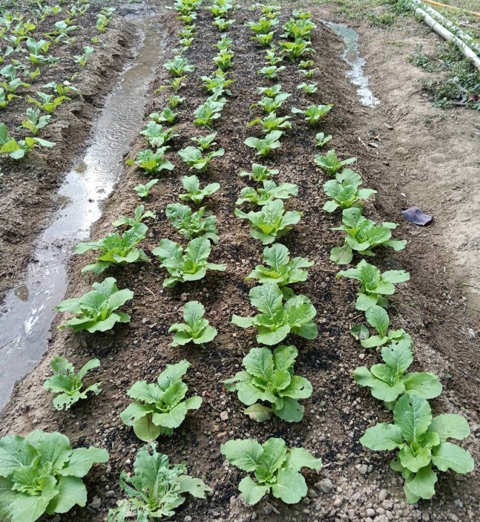 ▲蔡俊章用心種植的蔬菜,反應出獲得代價的喜悅,看得出農耕勞力的付出所享有的成果。(圖/蔡俊章 提供)