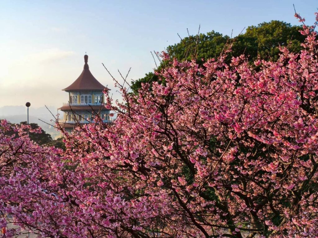 ▲天元宮被滿山盛放的櫻花包圍,整座寺院沉浸在柔和的粉色花海中。(圖/新北市觀光旅遊局 提供)